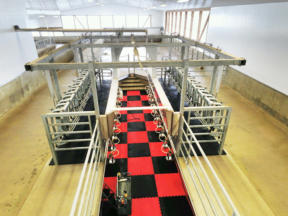 four-clover-dairy-dairy-lane-systems-milking-parlour